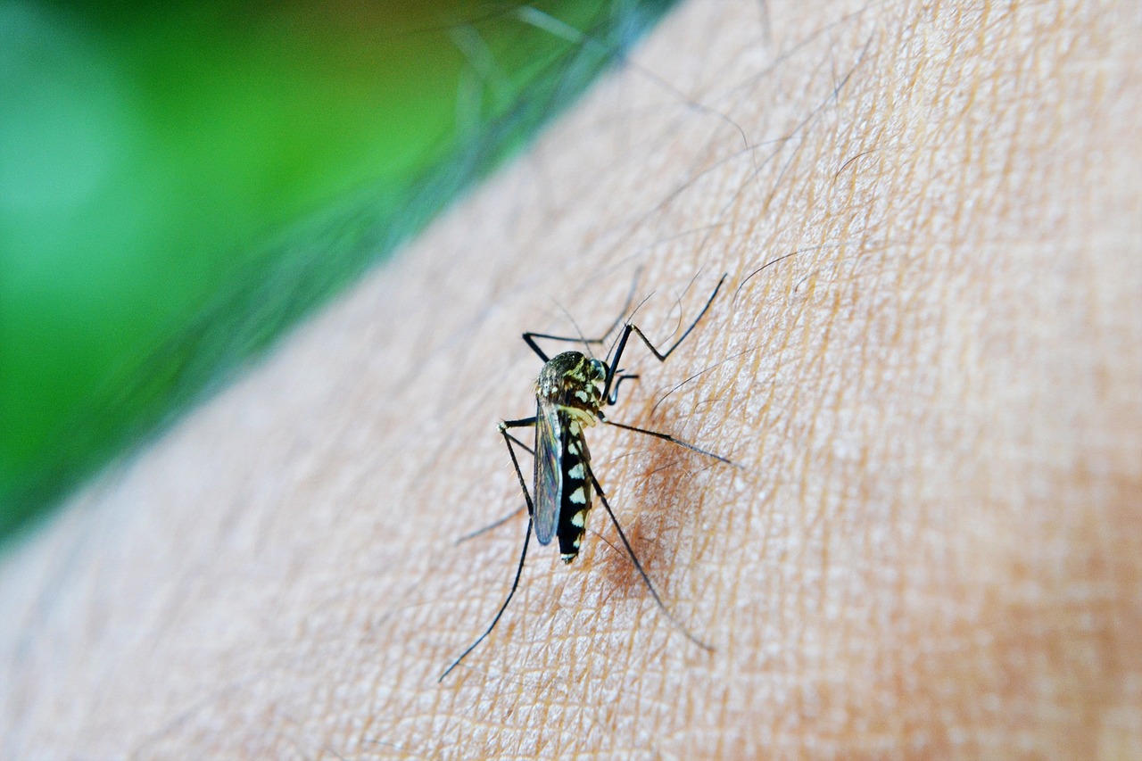 Alerta por mosquito del dengue: especialista explica síntomas de la enfermedad 